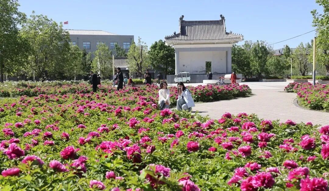 西峰区：牡丹绽放满园芳 游园赏景正当时