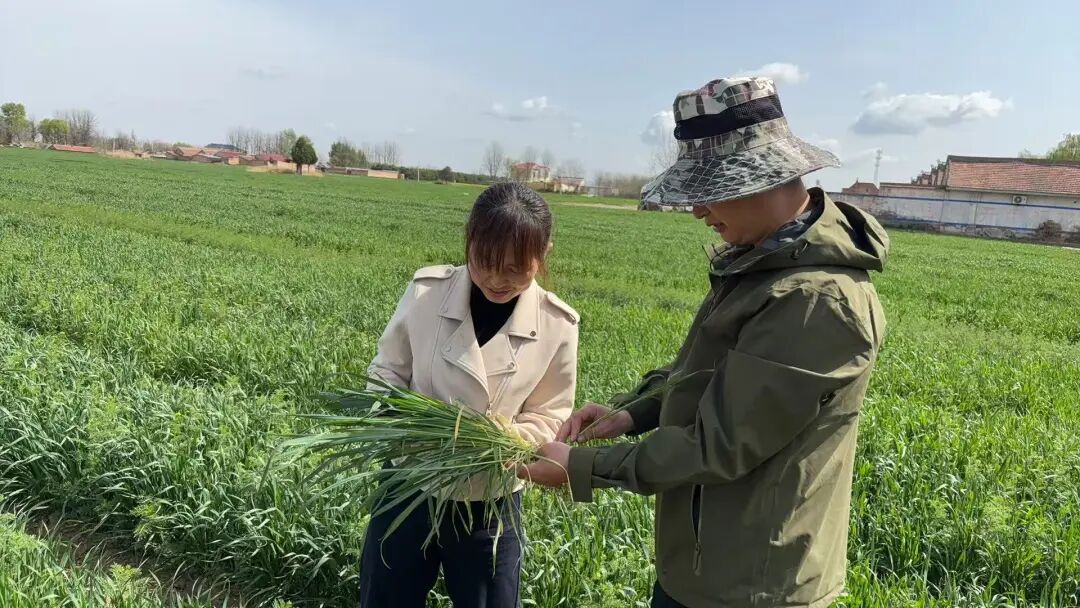 镇原:精细抓夏管 稳粮保丰收