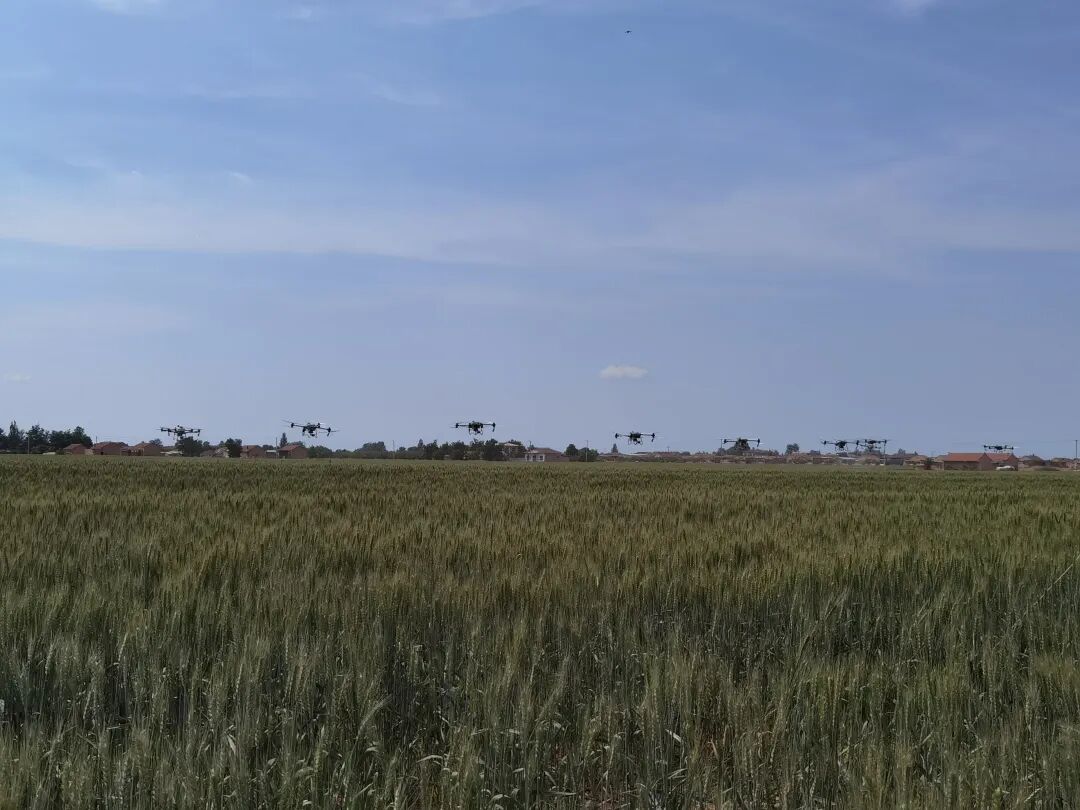 镇原:精细抓夏管 稳粮保丰收