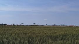 鎮(zhèn)原：精細(xì)抓夏管 穩(wěn)糧保豐收