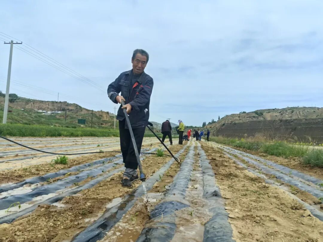 镇原县殷家城乡小辣椒铺就群众致富路