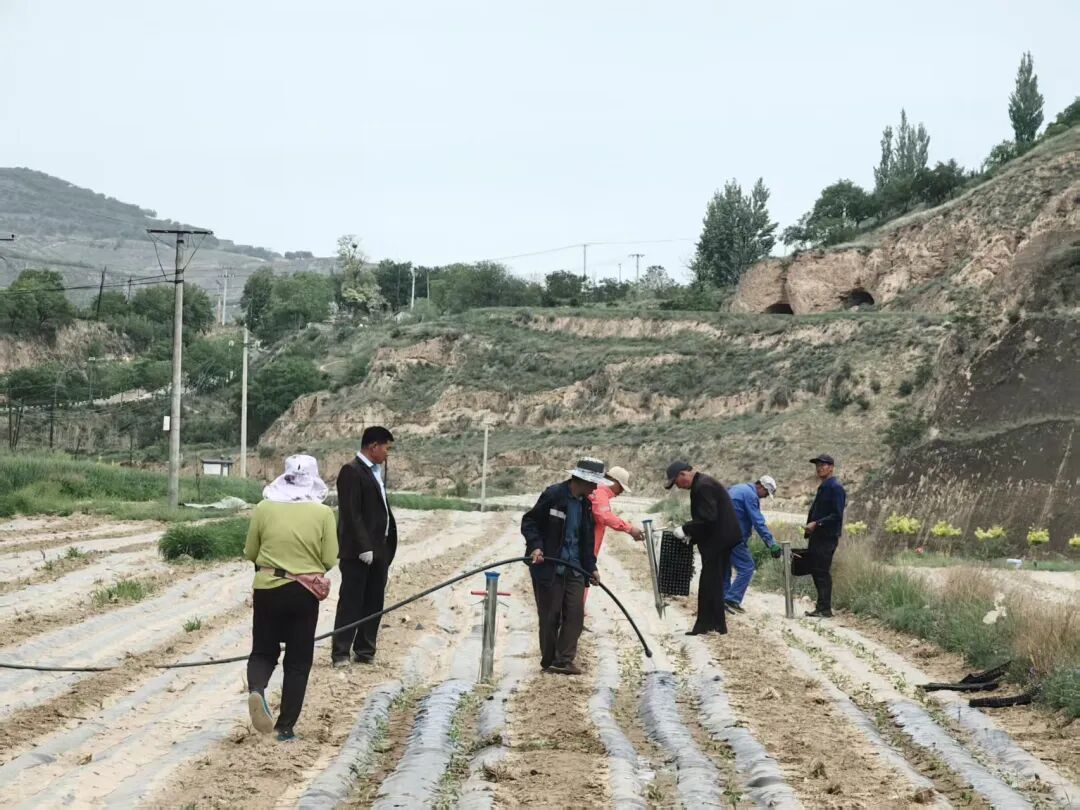 镇原县殷家城乡小辣椒铺就群众致富路