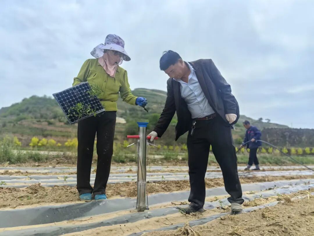 镇原县殷家城乡小辣椒铺就群众致富路