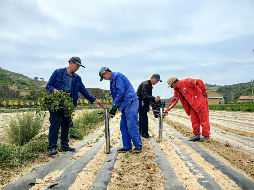 镇原县殷家城乡小辣椒铺就群众致富路