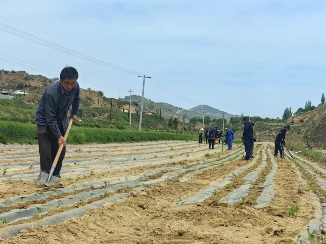 镇原县殷家城乡小辣椒铺就群众致富路