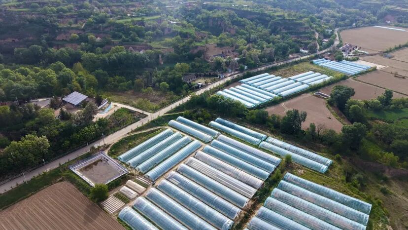 西峰区肖金镇:纸坊甜瓜提前开园 脆甜抢鲜卖好价