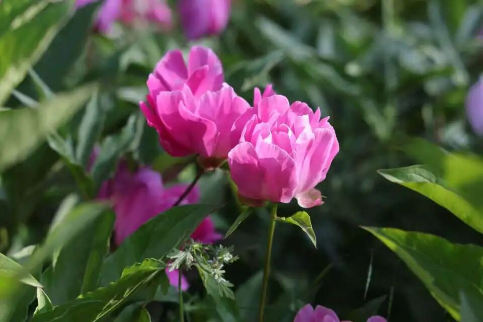 西峰:花海次第绽放“绣”出城市高颜值