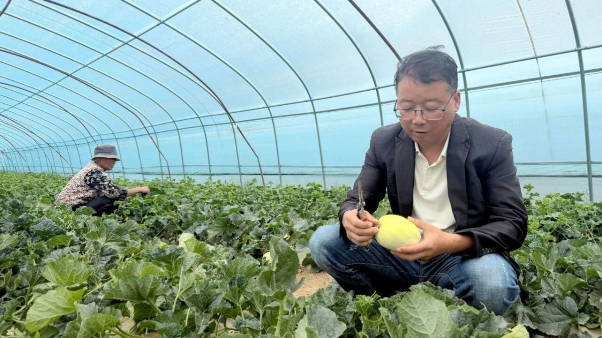 西峰区显胜乡:瓜香满棚“甜”了乡村富了乡亲