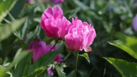 西峰：花海次第绽放“绣”出城市高颜值