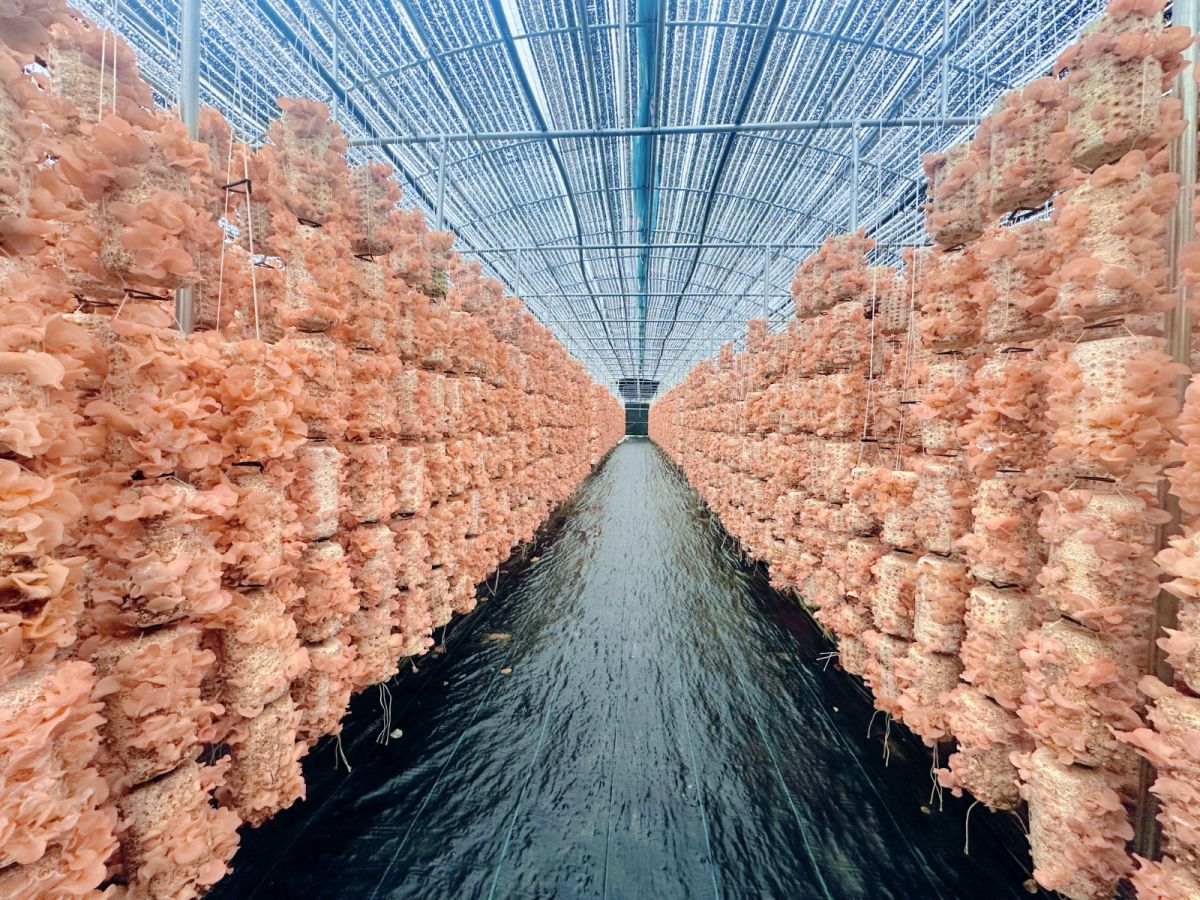 平子食用菌生态木耳基地。张虎奎摄