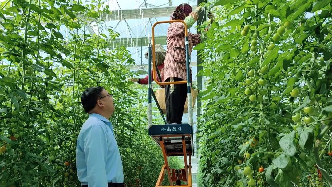 镇原县临泾镇:聚力建强现代农业产业园 赋能乡村振兴助民增收