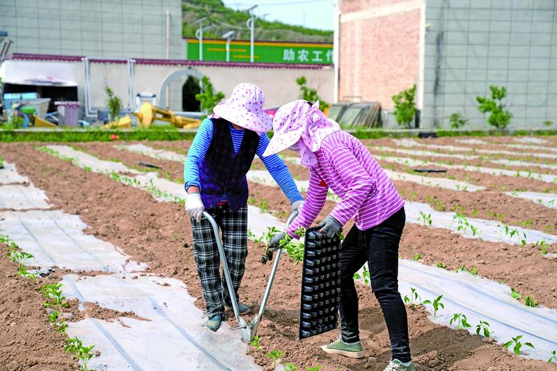 合水县老城镇阳阳种植农民专业合作社的工人们正忙着栽植辣椒。