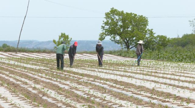 合水:初夏农事忙不停 特色产业促振兴