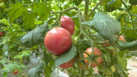 合水：初夏農(nóng)事忙不停 特色產(chǎn)業(yè)促振興