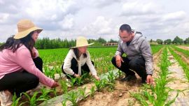 西峰区：抢农时 抓管护 玉米拔节“底气”足