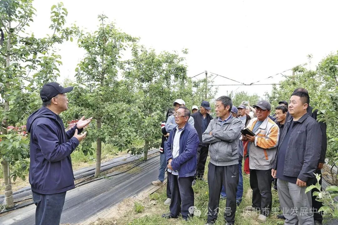 助企團(tuán)隊(duì)的專業(yè)技術(shù)人員向果農(nóng)講解果樹管護(hù)知識(shí)。 慶陽融媒記者 葛亞妮 攝