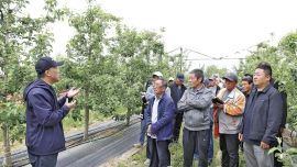 慶城縣：蘋果園里開“診方” 勞?！氨F”助產(chǎn)業(yè)