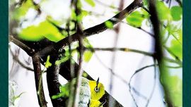 红色庆阳的绿色长卷（庆阳市生物多样性保护成就）