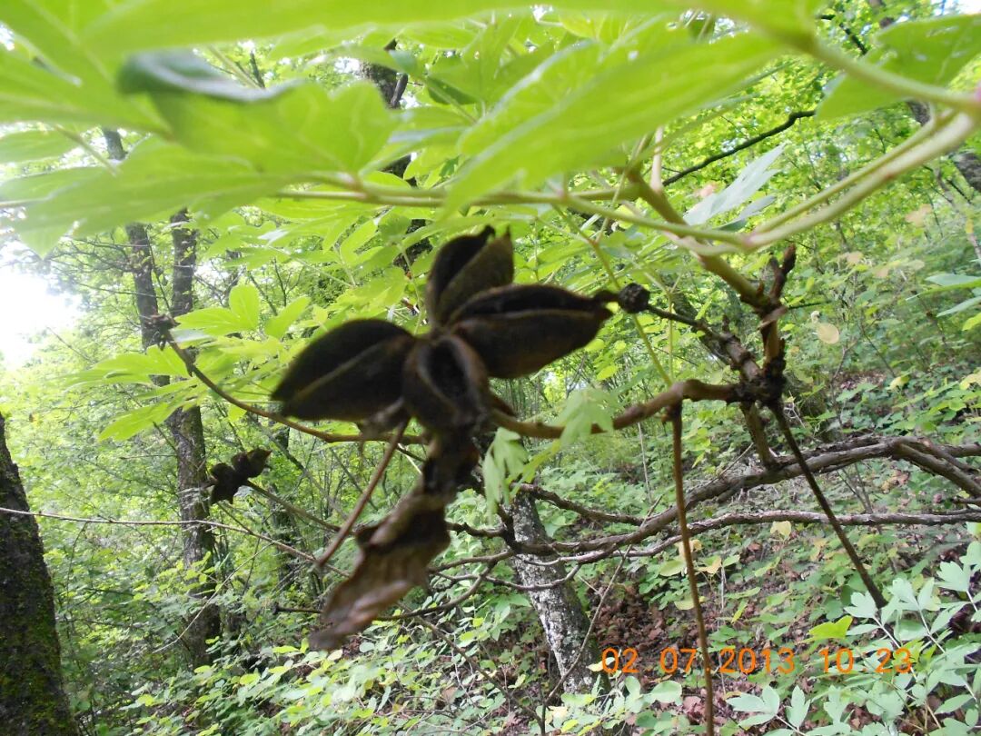 天然野生紫斑牡丹形态特征-果壳