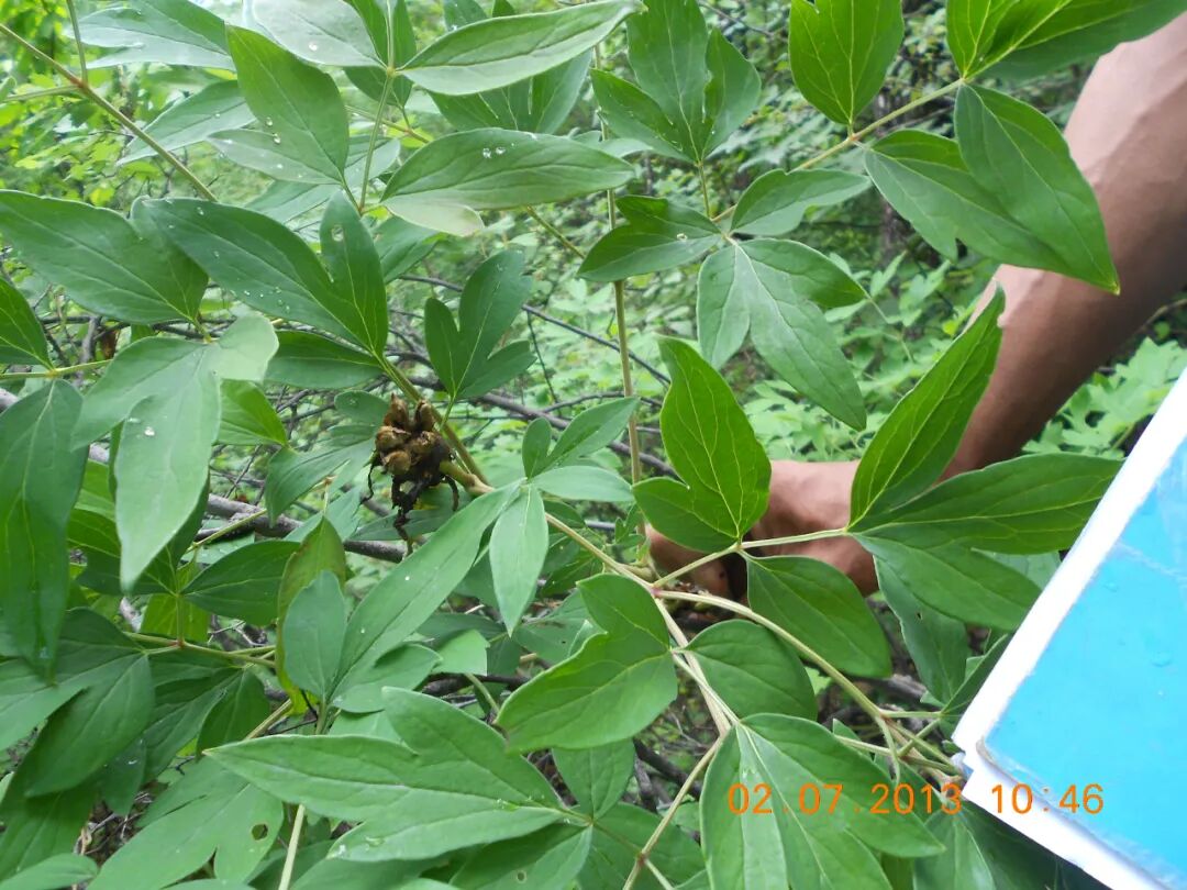 天然野生紫斑牡丹形态特征-叶