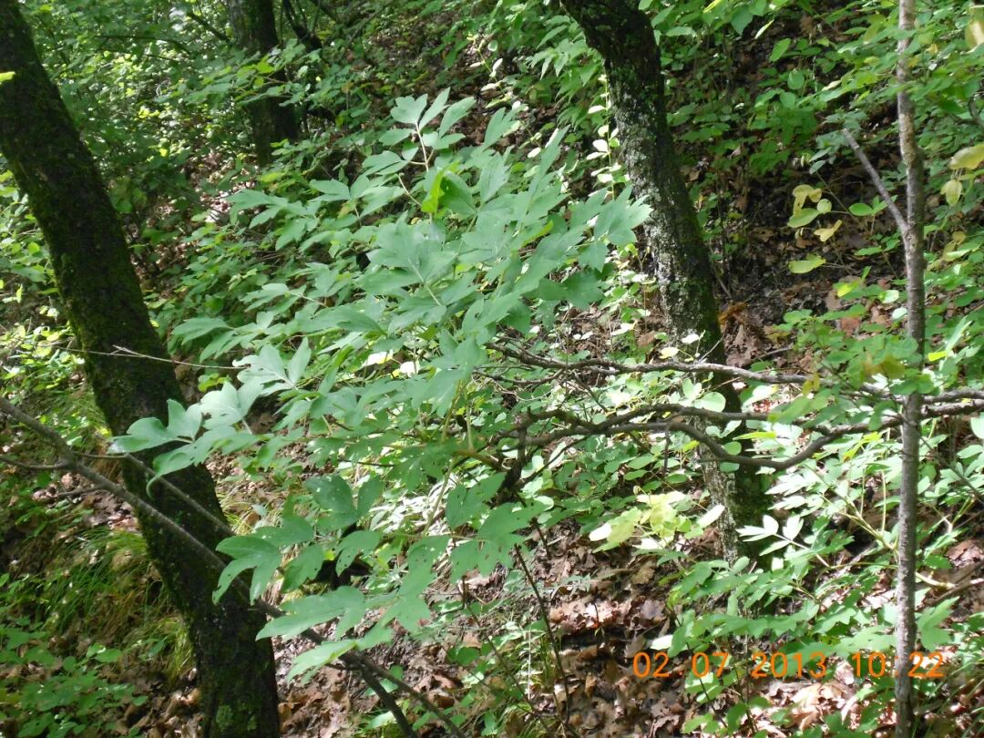天然野生紫斑牡丹形态特征-植株