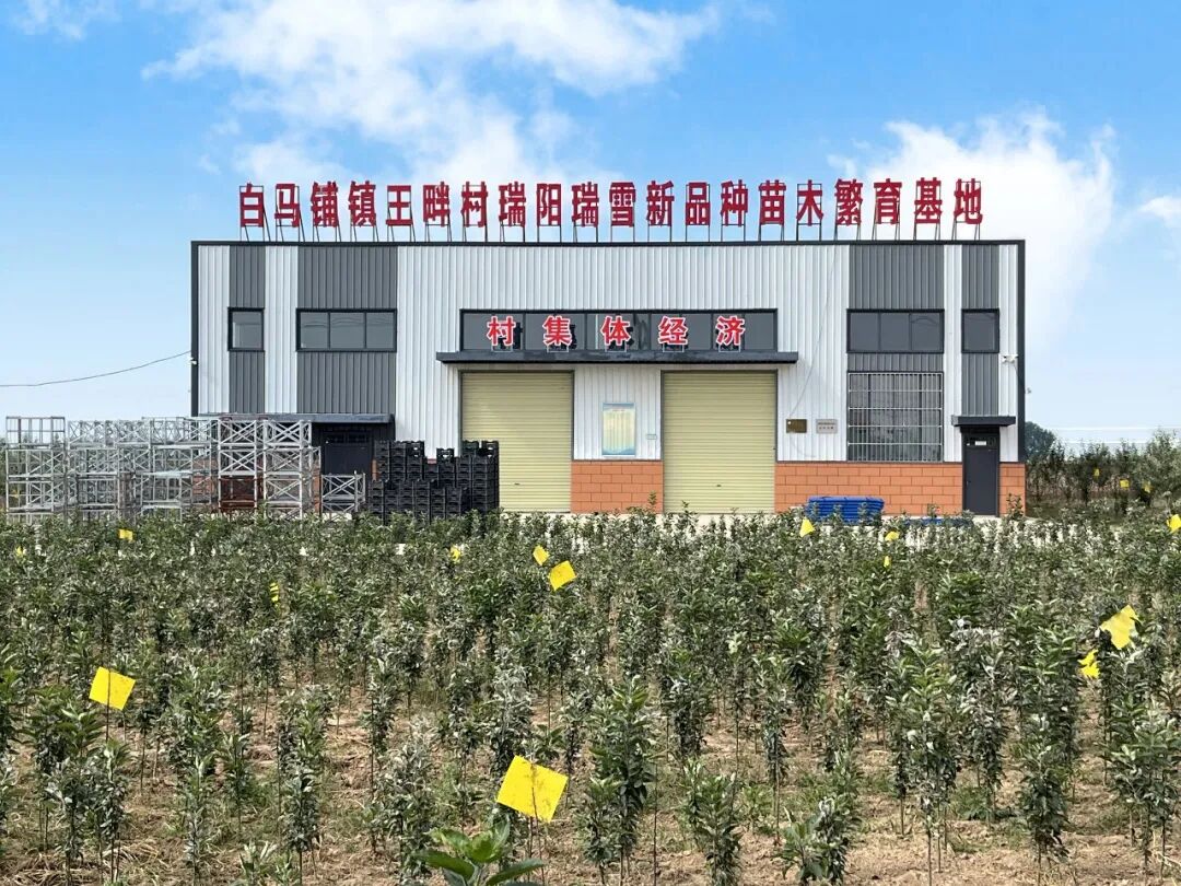 庆城县白马铺镇王畔村瑞阳瑞雪新品种苗木繁育基地。