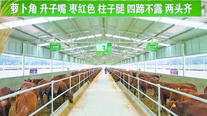 正宁县陇上田园农牧有限公司万头养牛场。