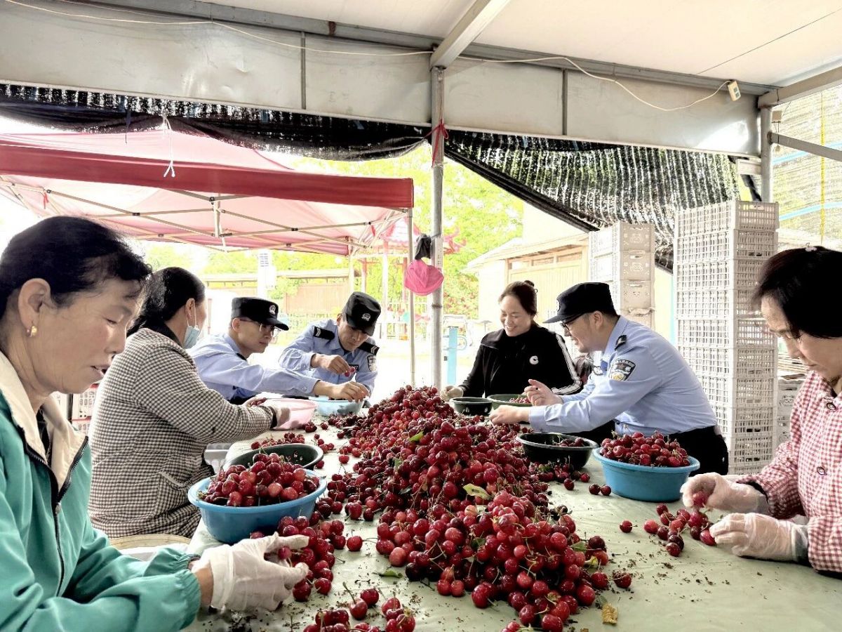 庆阳市西峰分局显胜派出所冒雨抢摘“伤心果”,守护群众“甜日子”