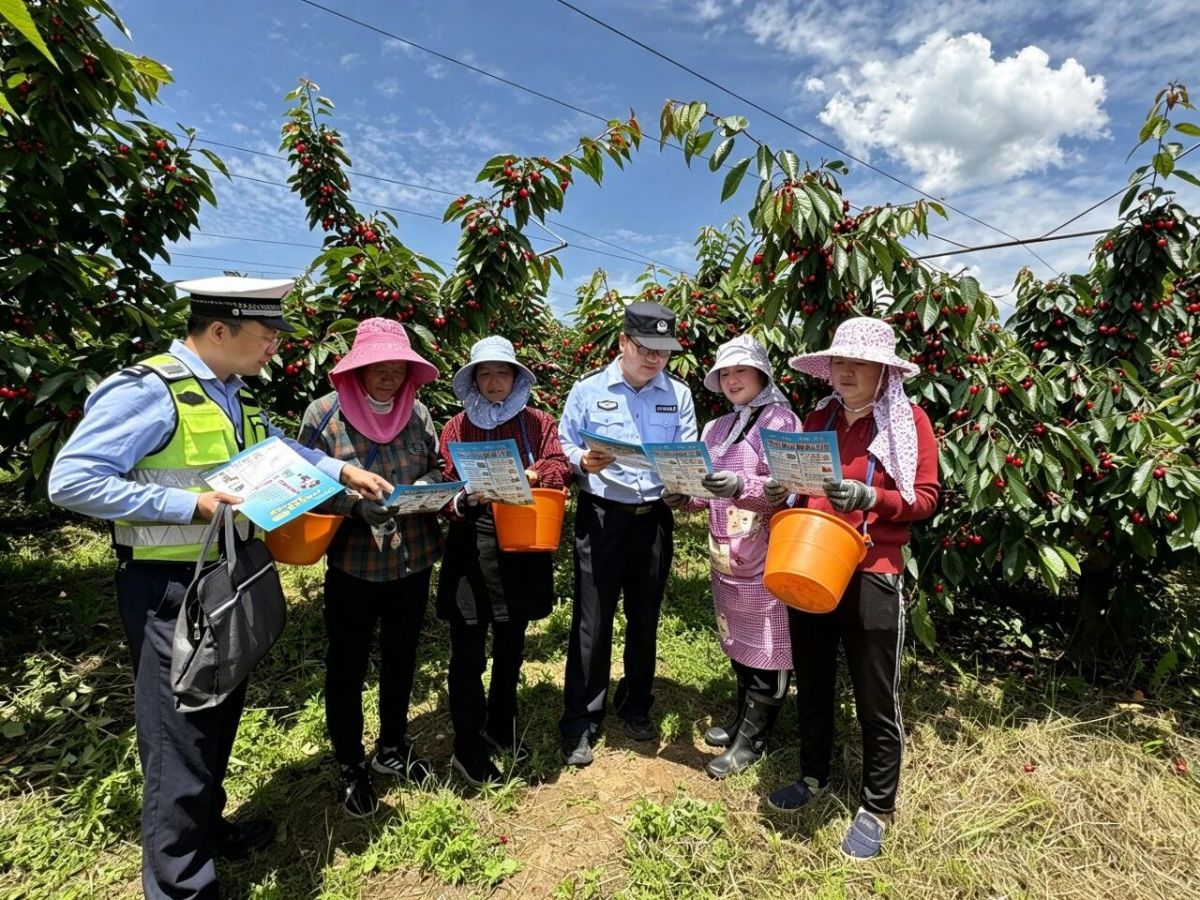 庆阳市西峰分局显胜派出所冒雨抢摘“伤心果”,守护群众“甜日子”