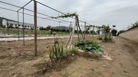 菜园子里的“公路时光”