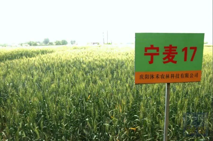 庆阳本土冬小麦新品种通过省级审定
