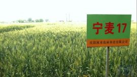 填補(bǔ)隴東抗旱高產(chǎn)育種新空白！慶陽(yáng)本土冬小麥新品種通過(guò)省級(jí)審定
