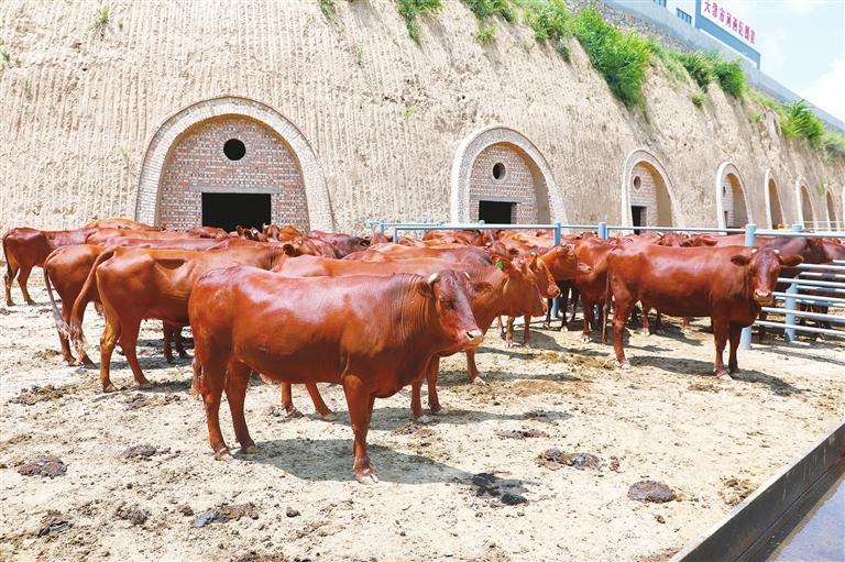 天津市河西區(qū)援建的平?jīng)鍪嗅轻紖^(qū)大寨鄉(xiāng)畜牧產(chǎn)業(yè)園。