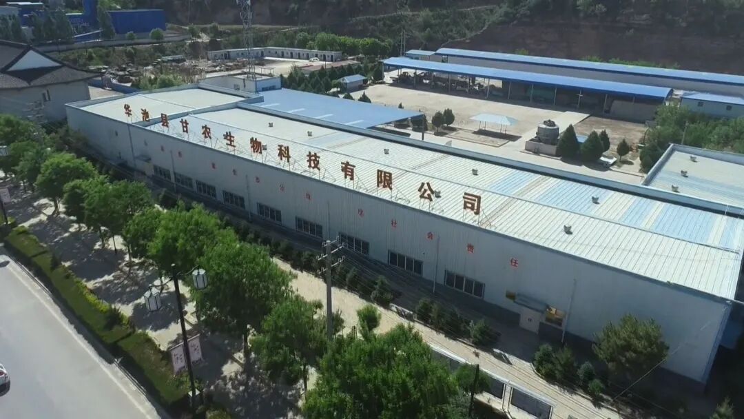 華池深耕沙棘全產(chǎn)業(yè)鏈走實(shí)綠色振興路