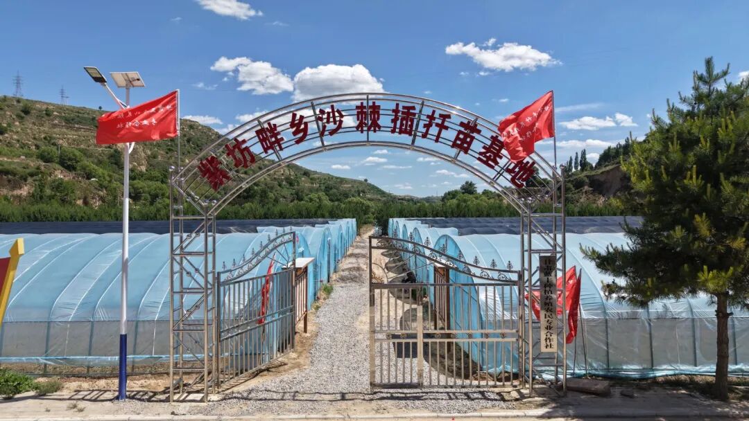 華池深耕沙棘全產(chǎn)業(yè)鏈走實(shí)綠色振興路