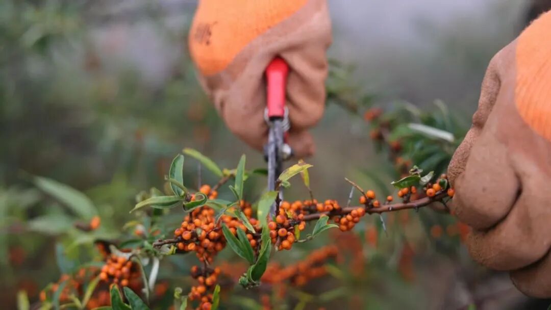 華池深耕沙棘全產(chǎn)業(yè)鏈走實(shí)綠色振興路