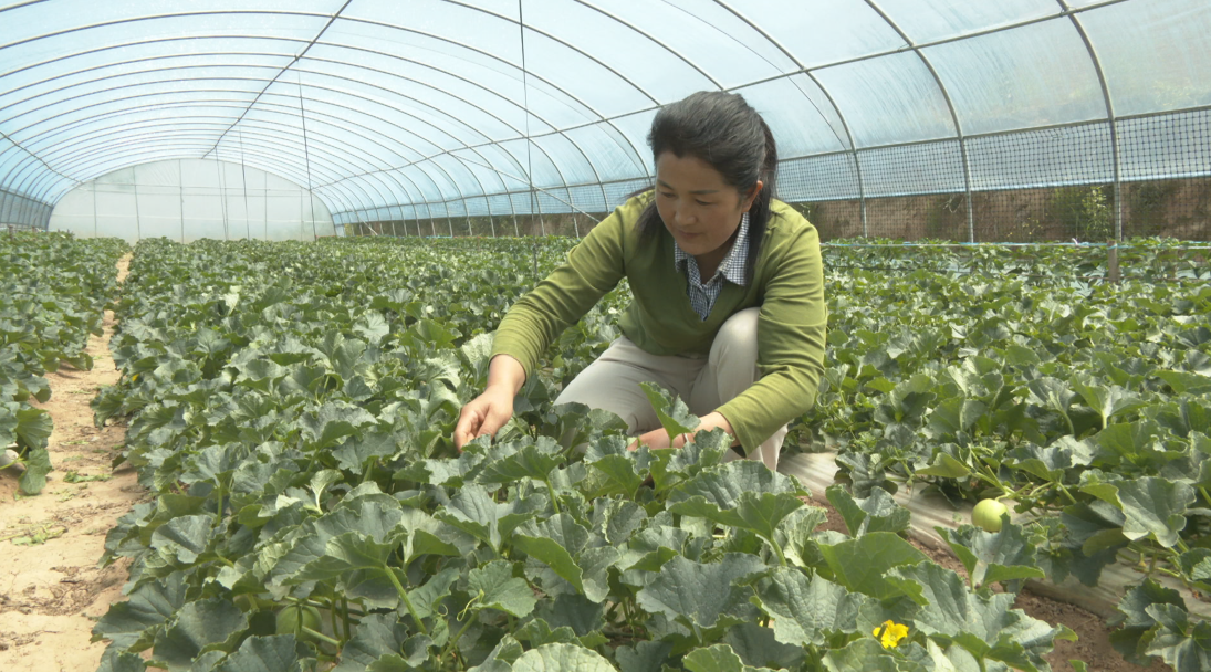 合水：做大做强特色瓜果产业 走出乡村振兴甜蜜致富路