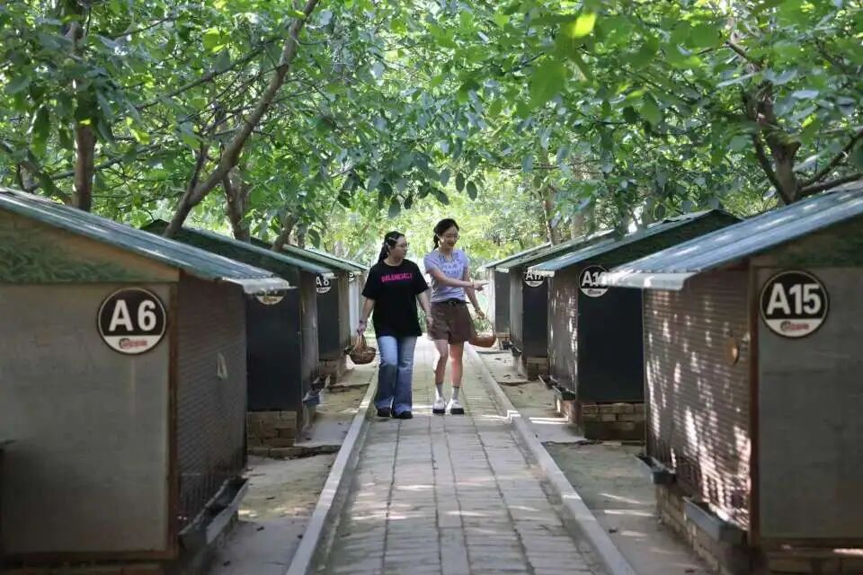 西峰区后官寨镇帅堡村:农旅融合绘就“田园综合体”