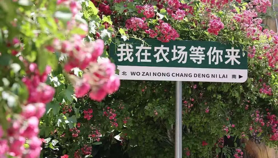 西峰区后官寨镇帅堡村:农旅融合绘就“田园综合体”