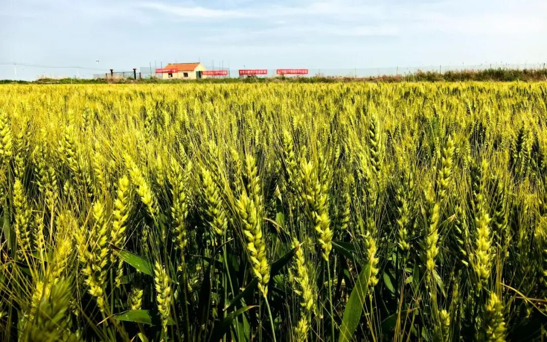 庆城县多措并举筑牢夏收夏种粮食安全屏障
