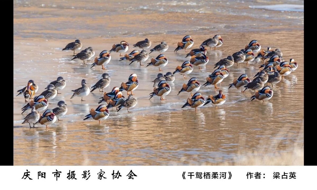 全市摄影、农民画及民间艺术作品精品展——摄影作品欣赏