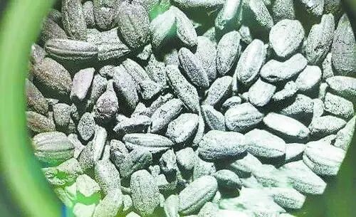 南佐遗址出土的炭化水稻