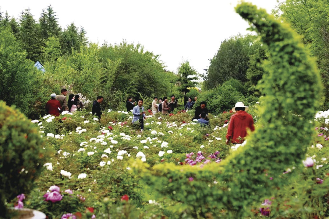 游客在瓦斜乡昔家牡丹园赏花。庆阳融媒记者 张虎奎 摄