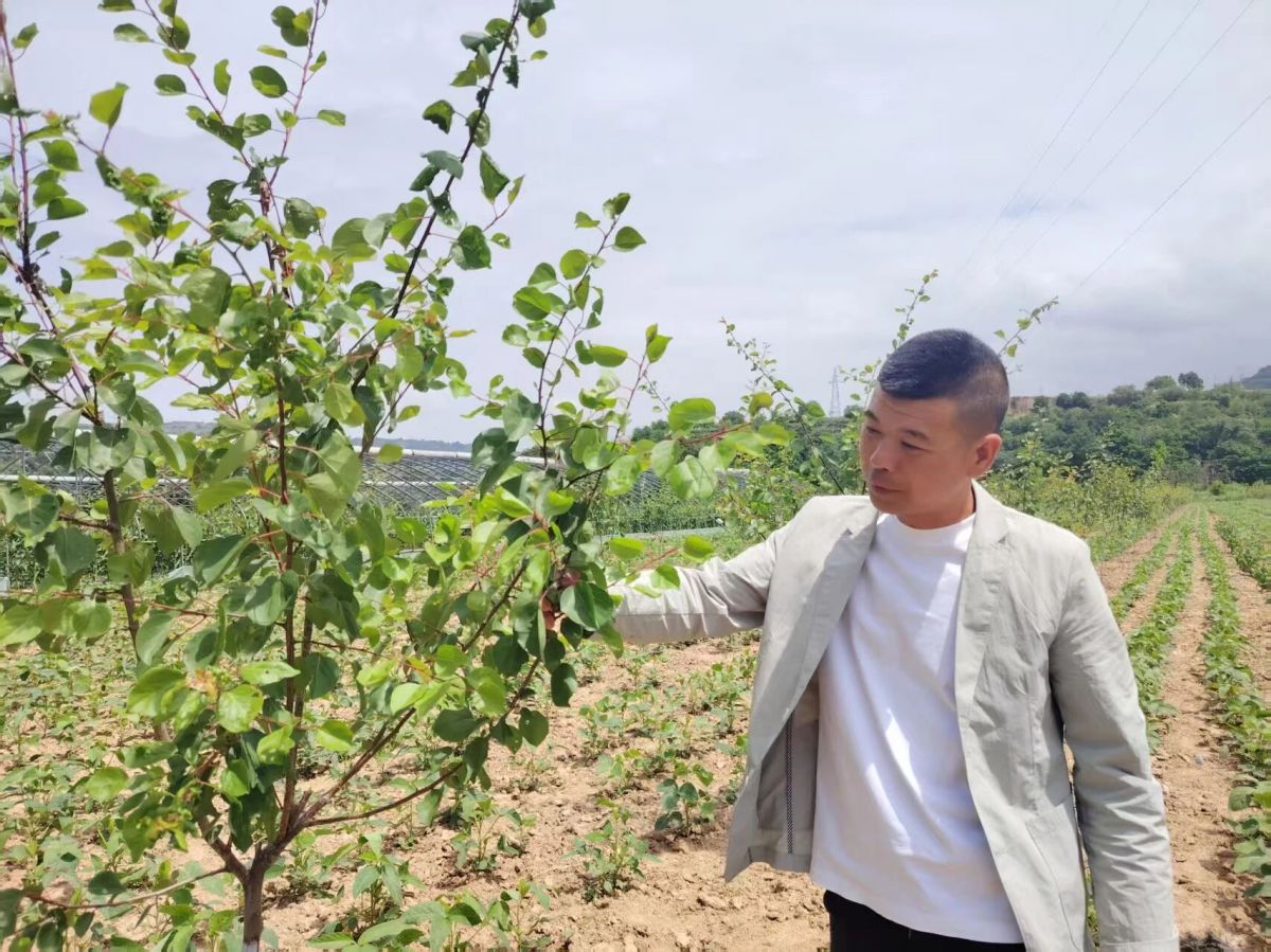 庆城县：十五里铺村的&ldquo;甜蜜账本&rdquo;：水果玉米、红梅杏、啤酒鸡&hellip;&hellip;样样都是&ldquo;金疙瘩&rdquo;