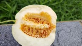 庆城县：十五里铺村的“甜蜜账本”：水果玉米、红梅杏、啤酒鸡……样样都是“金疙瘩”