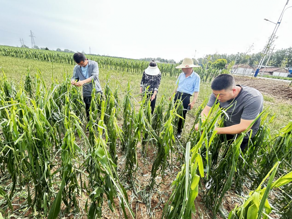 正宁县全力组织开展“6·30”强对流天气生产自救工作
