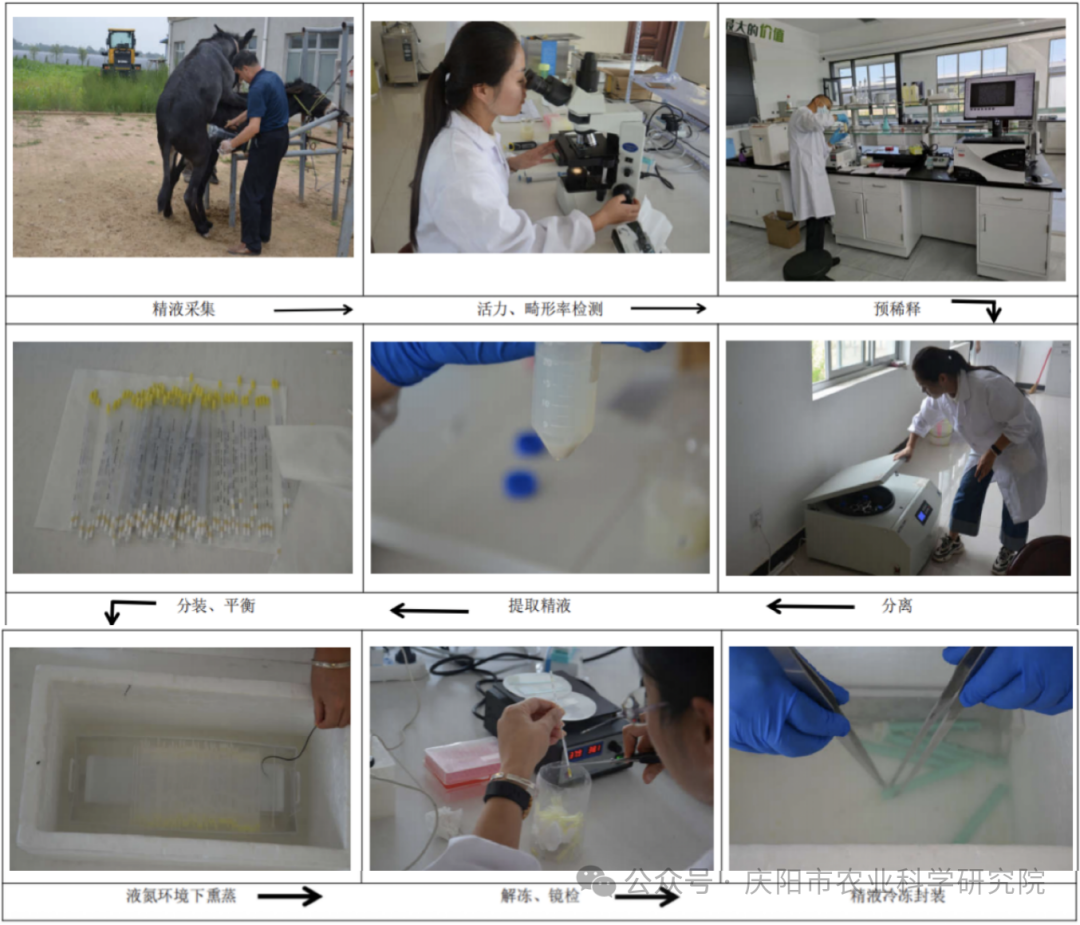 《庆阳驴遗传物质制作及关联指标分析》项目通过省级评价和成果登记