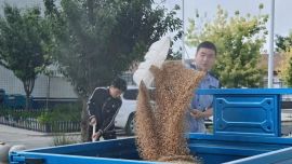 急雨将至，麦场上的藏蓝援手
