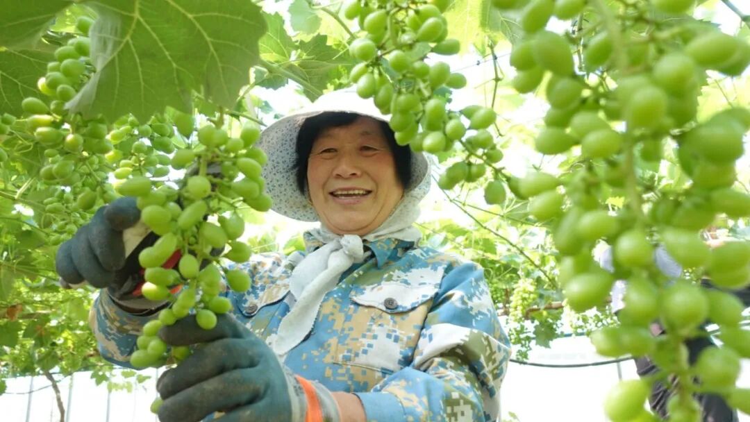 冯堡村:葡萄疏果正当时 精细管护促增收