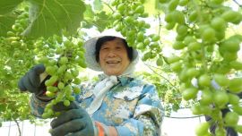 冯堡村：葡萄疏果正当时 精细管护促增收